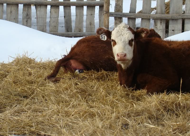 The Miracle - Cattle