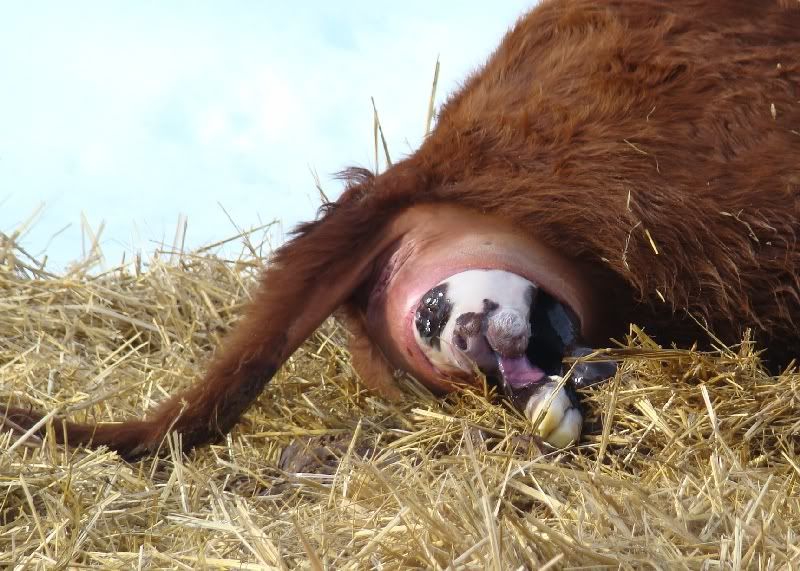 The Miracle - Cattle