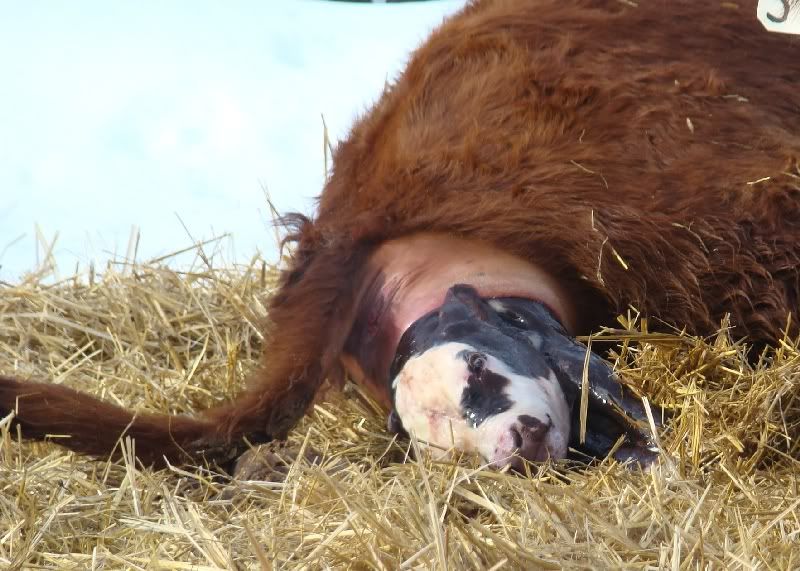 The Miracle - Cattle