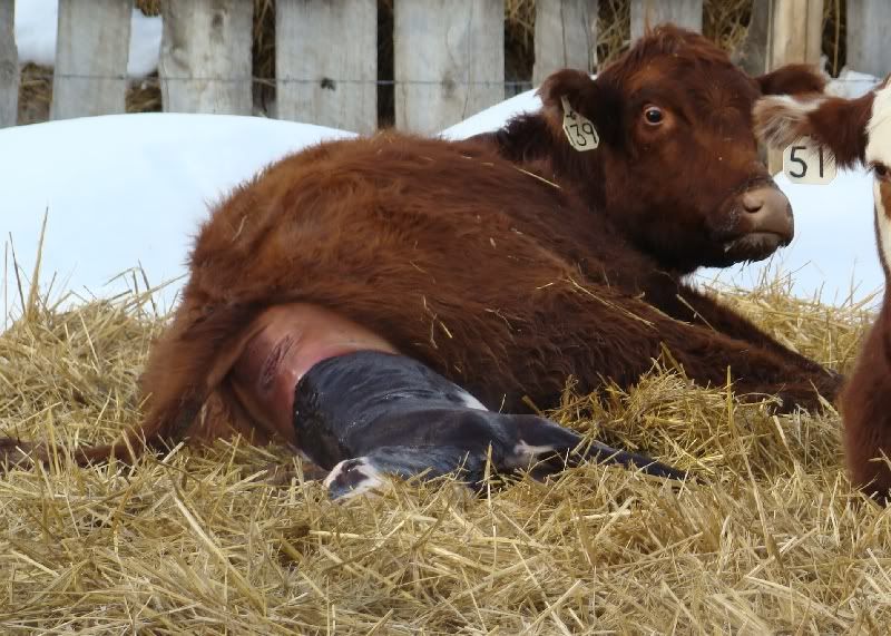 The Miracle - Cattle