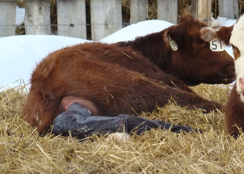 The Miracle - Cattle