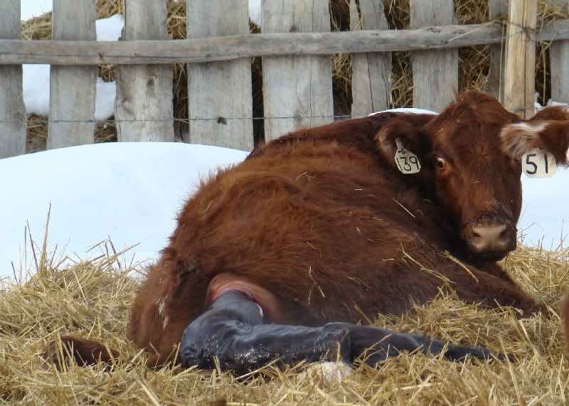 The Miracle - Cattle