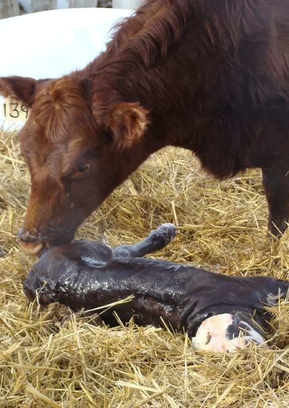 The Miracle - Cattle