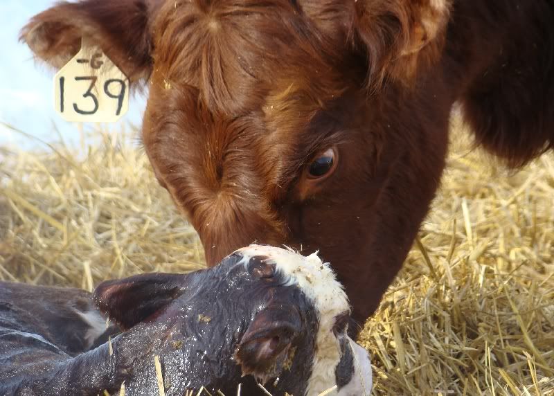 The Miracle - Cattle