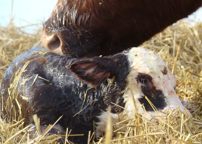 The Miracle - Cattle