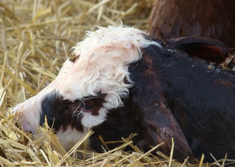 The Miracle - Cattle