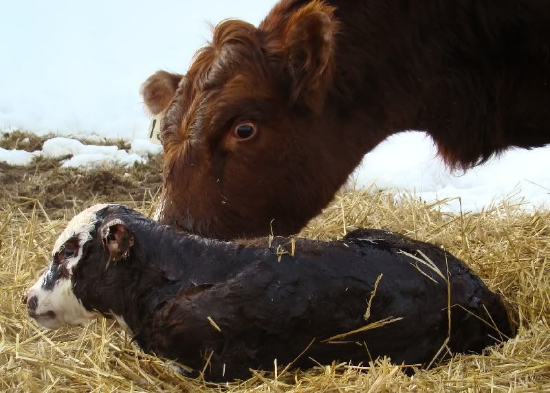 The Miracle - Cattle