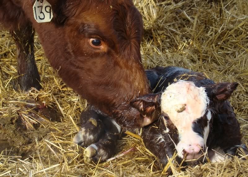 The Miracle - Cattle