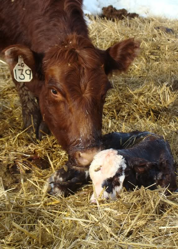 The Miracle - Cattle