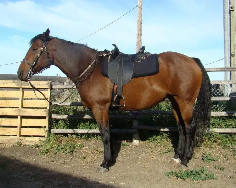 More Hodgepodge - Cattle