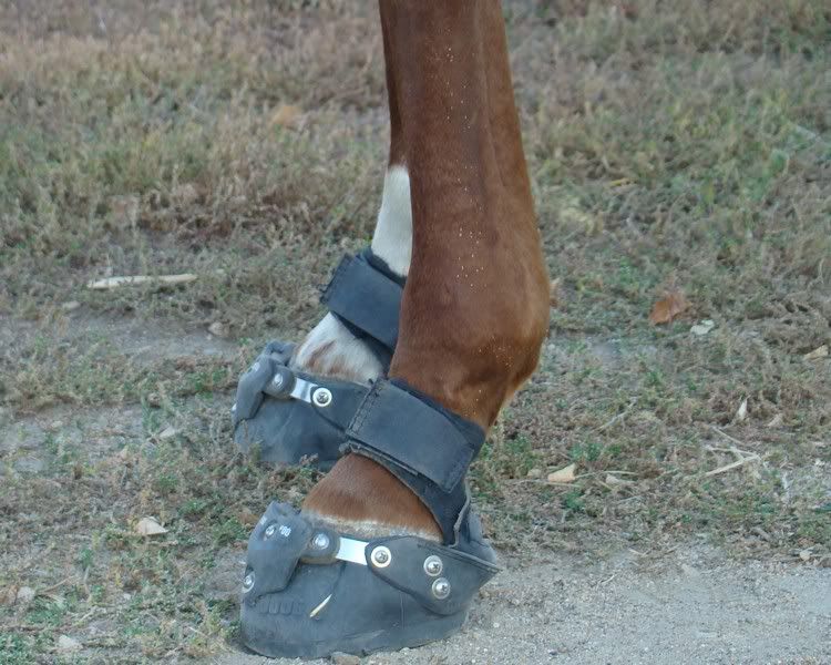 More Hodgepodge - Cattle