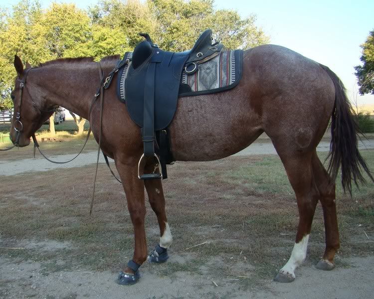 More Hodgepodge - Cattle