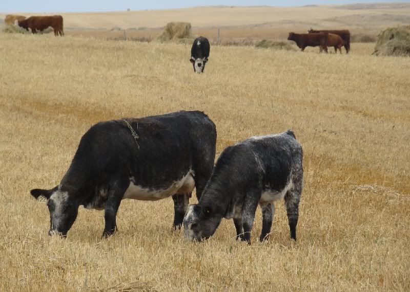 More Hodgepodge - Cattle