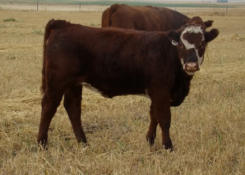 More Hodgepodge - Cattle