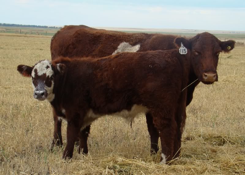 More Hodgepodge - Cattle