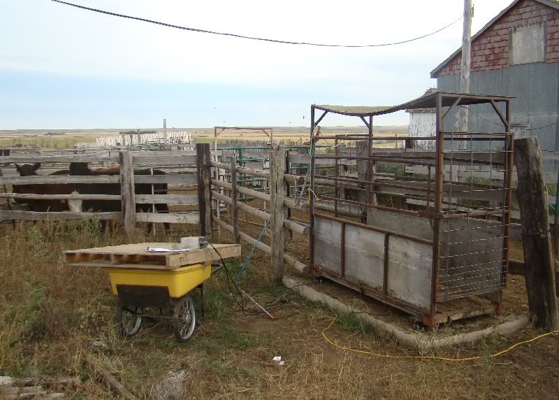 More Hodgepodge - Cattle