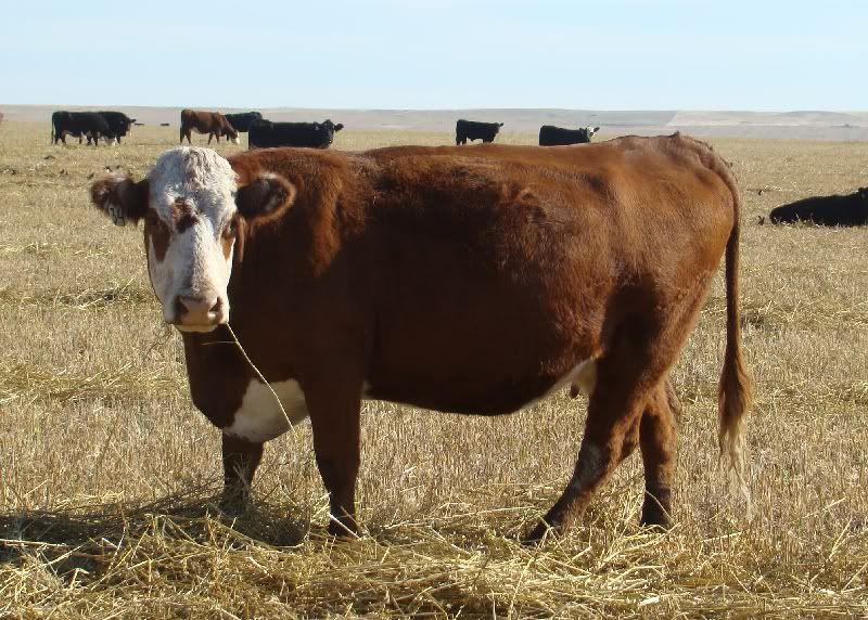 More Hodgepodge - Cattle