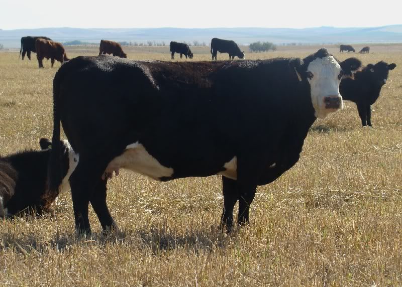 More Hodgepodge - Cattle