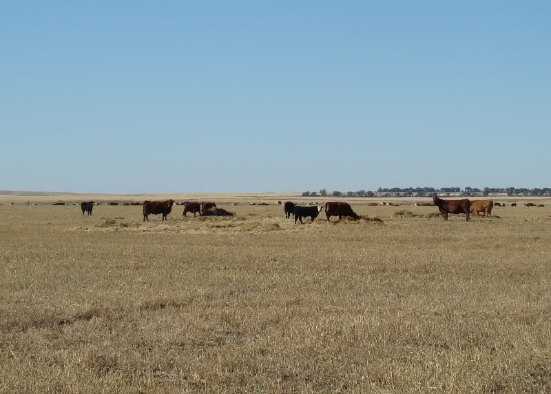 More Hodgepodge - Cattle