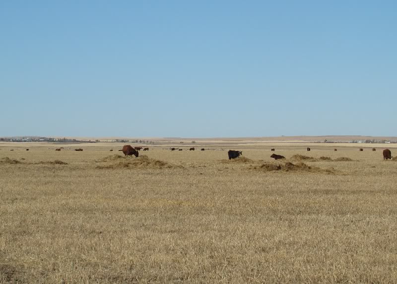 More Hodgepodge - Cattle