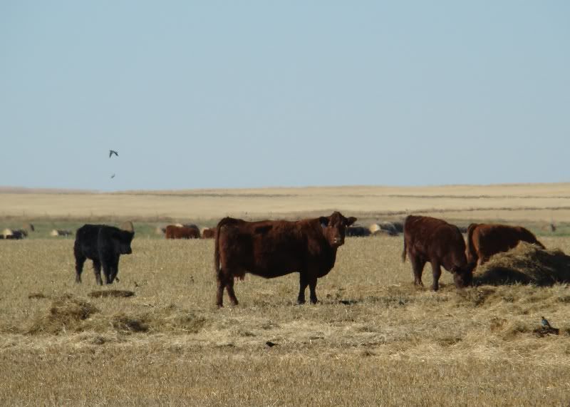 More Hodgepodge - Cattle