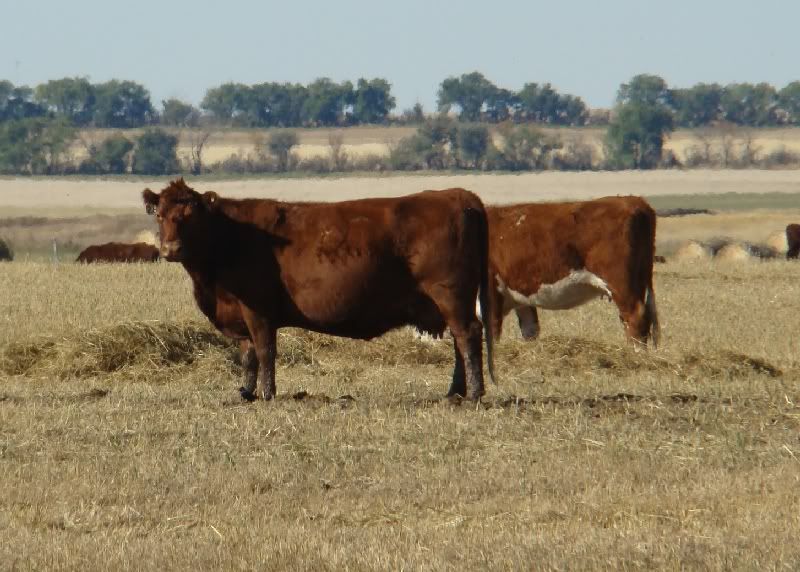 More Hodgepodge - Cattle