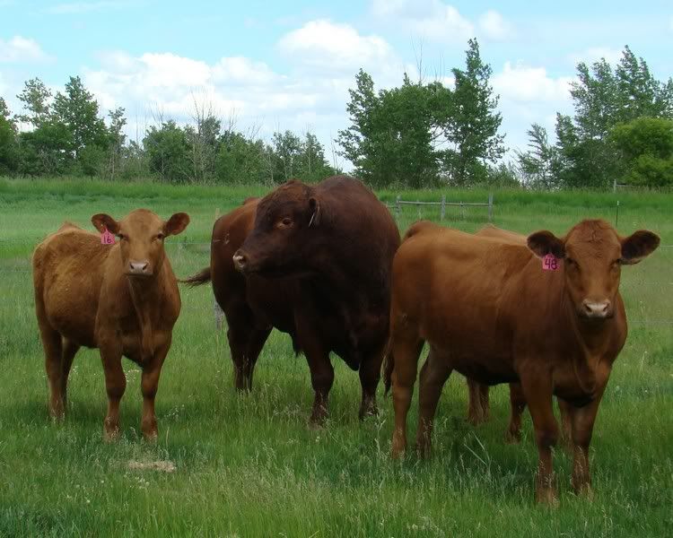 Yearling Heifer Photos - Cattle