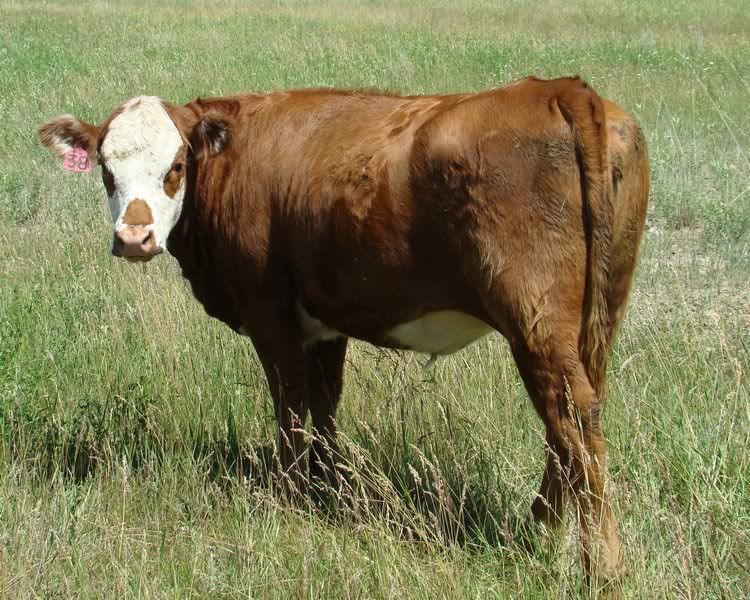 Yearling Heifer Photos - Cattle