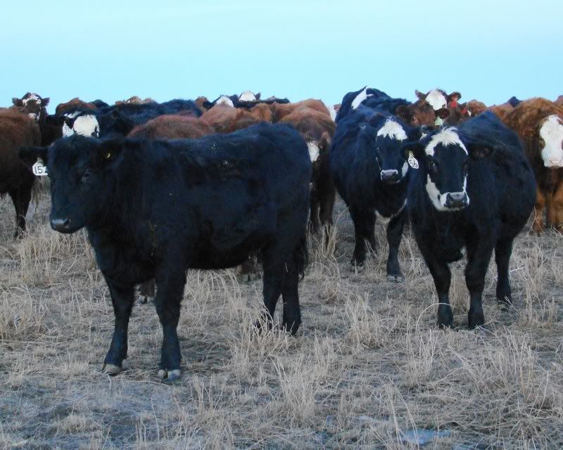 Some Photos from the last While - Cattle