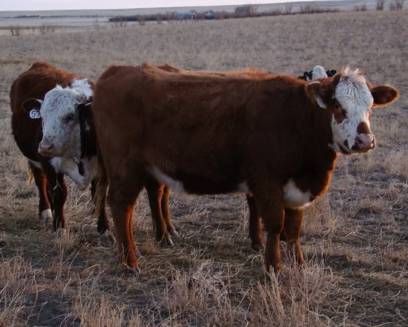 Some Photos from the last While - Cattle