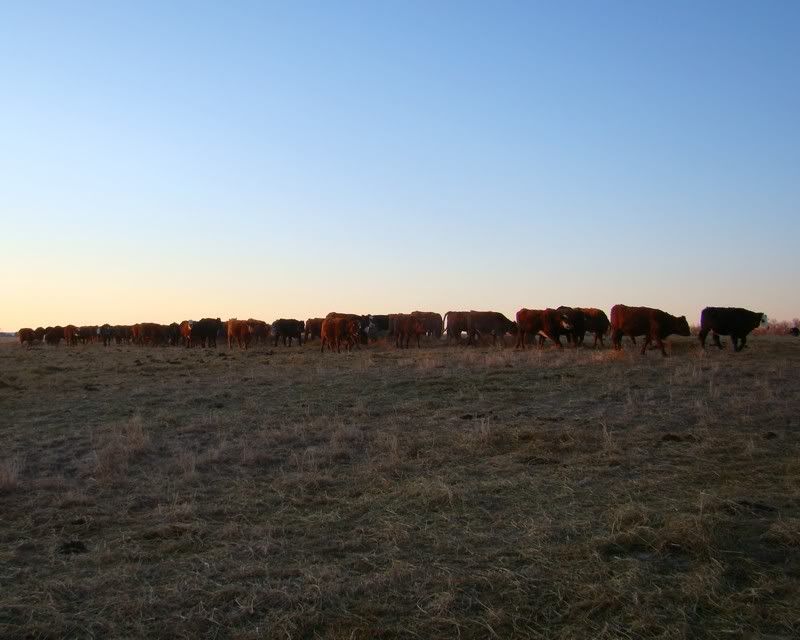 Some Photos from the last While - Cattle