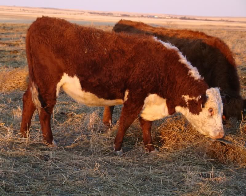 Some Photos from the last While - Cattle