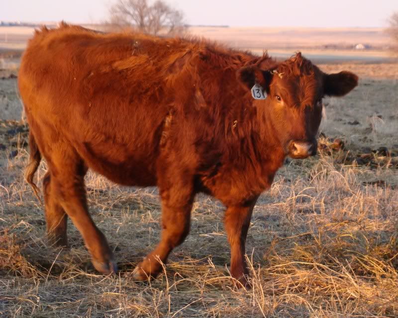 Some Photos from the last While - Cattle