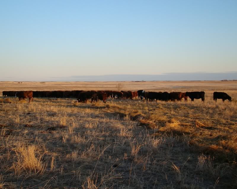 Some Photos from the last While - Cattle