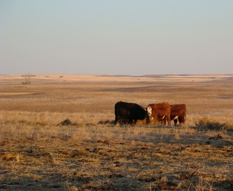 Some Photos from the last While - Cattle