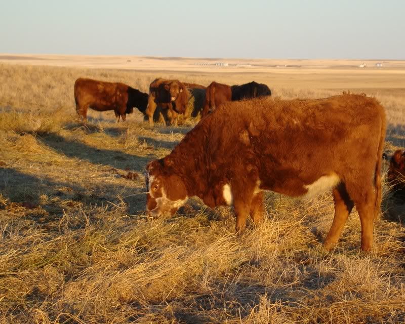 Some Photos from the last While - Cattle