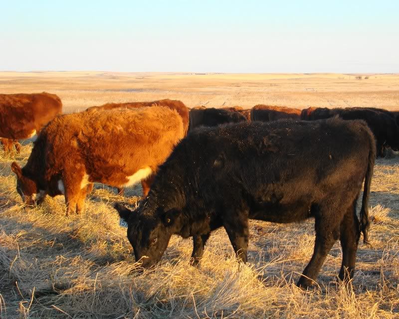 Some Photos from the last While - Cattle