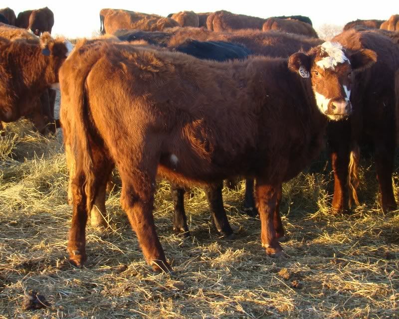 Some Photos from the last While - Cattle