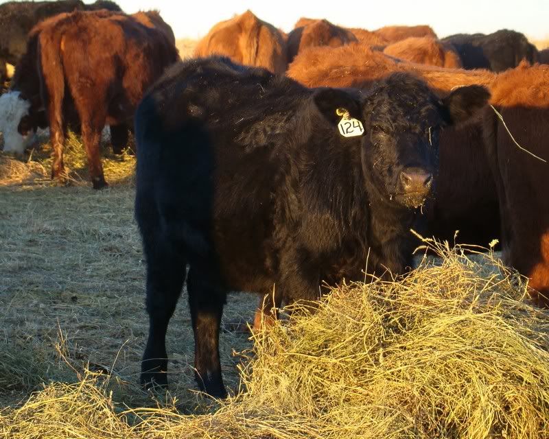 Some Photos from the last While - Cattle