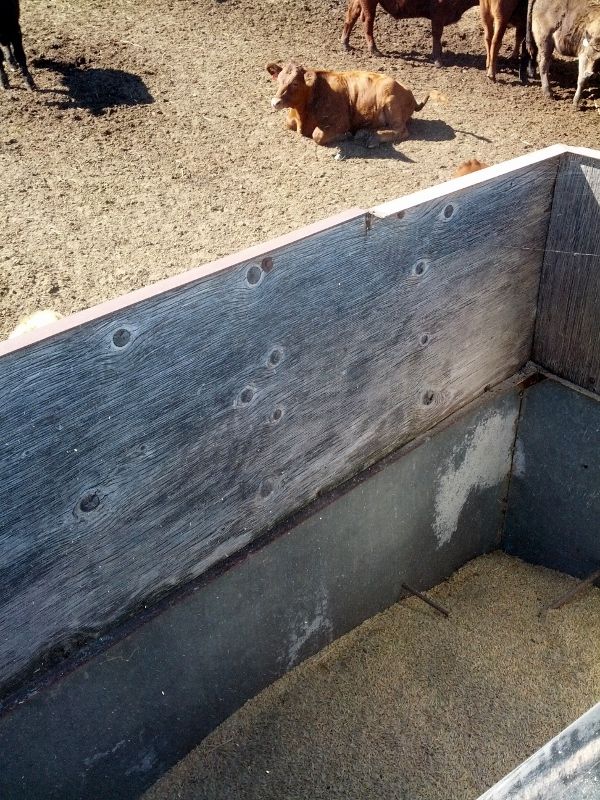 Preg Checked and Weaned Some Calves - Cattle