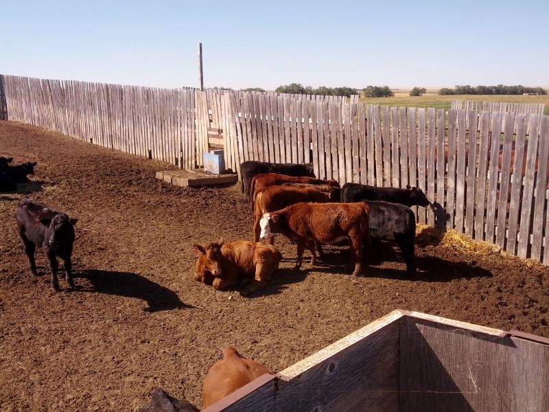 Preg Checked and Weaned Some Calves - Cattle