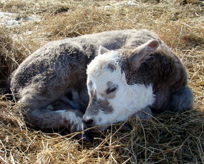 Finally Got Some Pictures(Lots) - Cattle