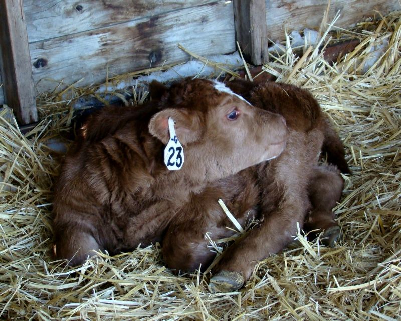 Finally Got Some Pictures(Lots) - Cattle