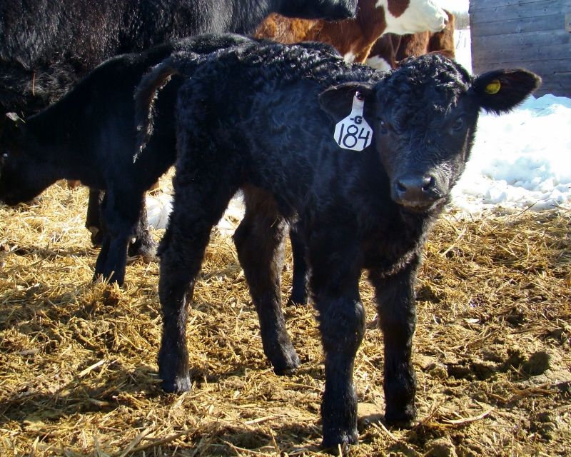 Finally Got Some Pictures(Lots) - Cattle