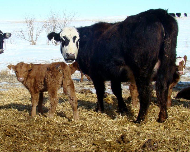 Finally Got Some Pictures(Lots) - Cattle