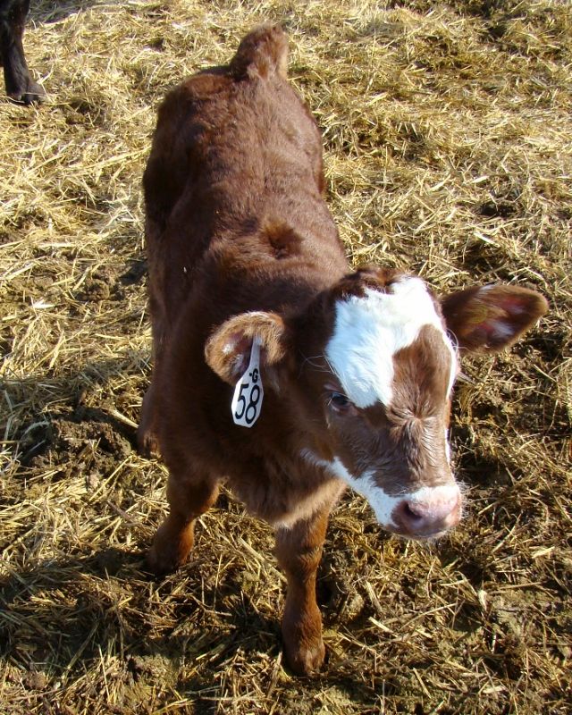 Finally Got Some Pictures(Lots) - Cattle