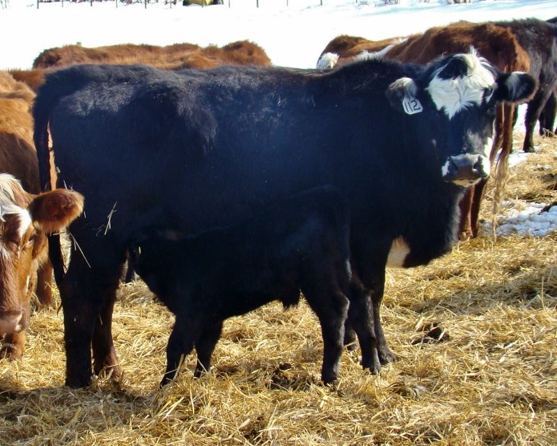 Finally Got Some Pictures(Lots) - Cattle