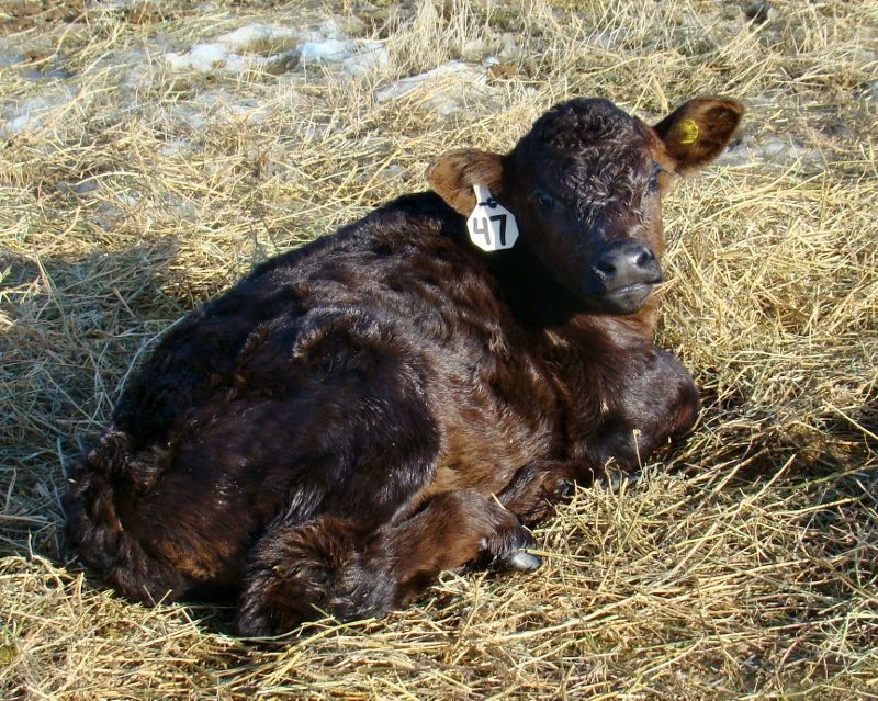 Finally Got Some Pictures(Lots) - Cattle