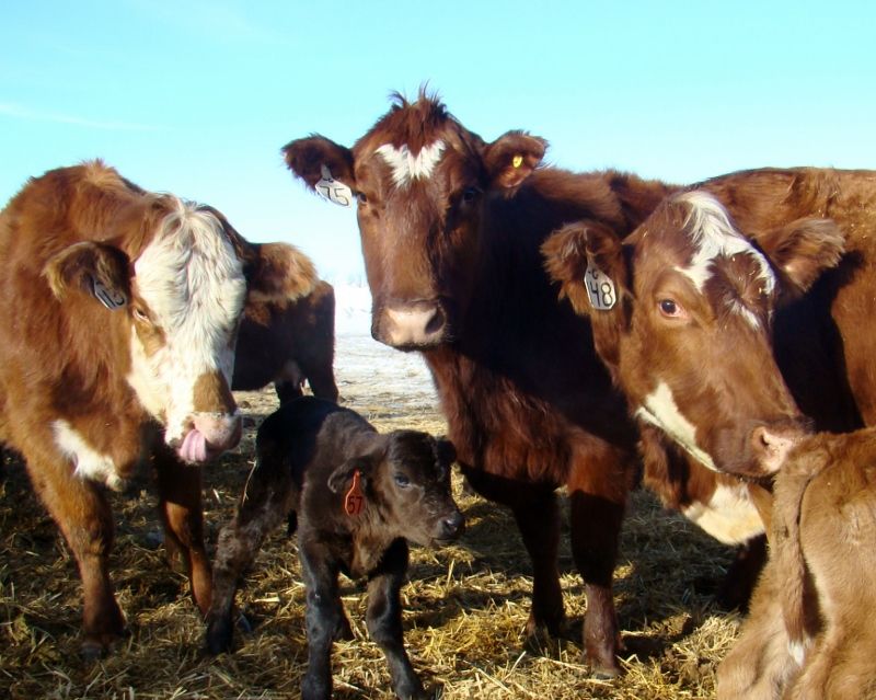 Finally Got Some Pictures(Lots) - Cattle