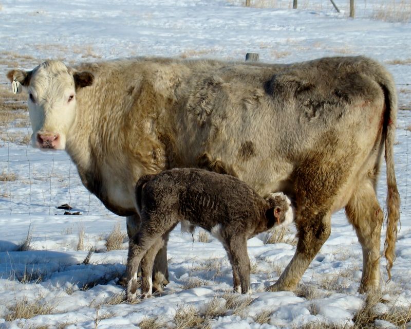 Finally Got Some Pictures(Lots) - Cattle